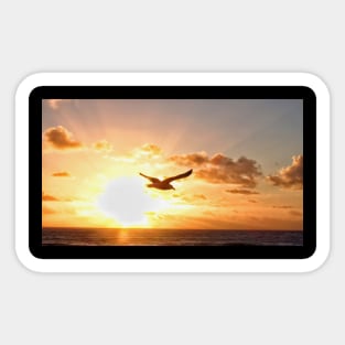 Sunset photobomb by gull Sticker